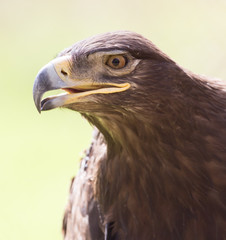 eagle portrait on nature