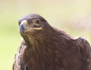 eagle portrait on nature