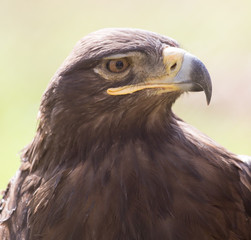 eagle portrait on nature