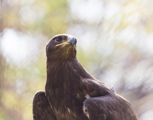 eagle portrait on nature