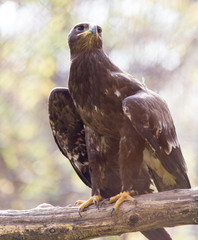 eagle portrait on nature