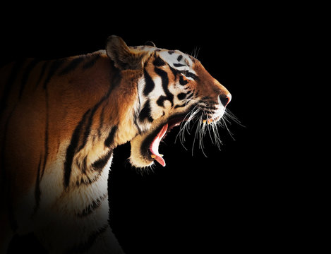 Wild tiger roaring. Black background.