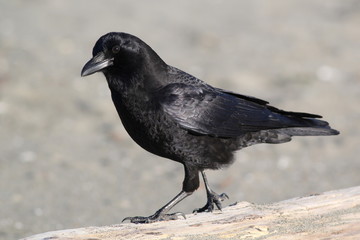 American Crow