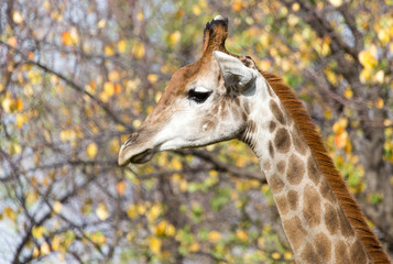 Obraz premium giraffe on nature