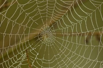 Obraz premium Spider web with water droplets