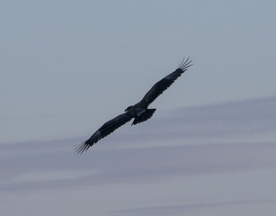 Орел