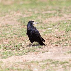 black raven on nature