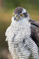 Falcon close up