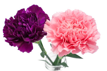 branch carnation flowers