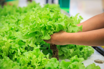 Hands holing lettuce.in department store