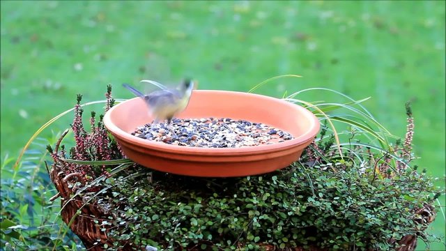 Kohlmeise pickt Futter aus Futterschale