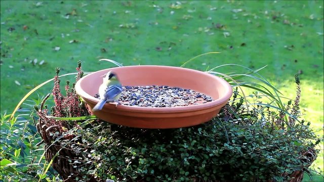 Kohlmeise pickt Futter aus Futterschale
