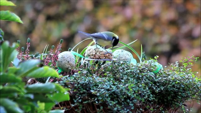 Kohlmeise pickt N&uuml;sse und Fettfutter