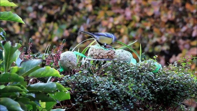 Kohlmeise pickt ganz aufgeregt N&uuml;sse