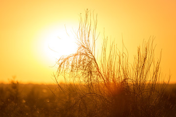 Fototapeta premium tree on a background of beautiful sunrise