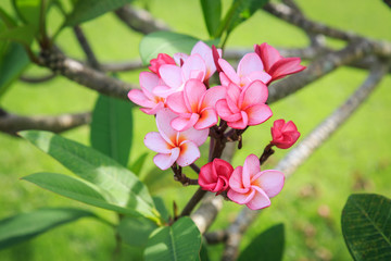 Plumeria flower or Frangipani in the garden
