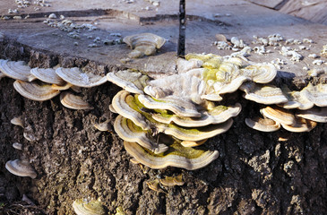 wood fungus