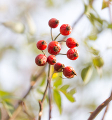 rosehips Outdoors