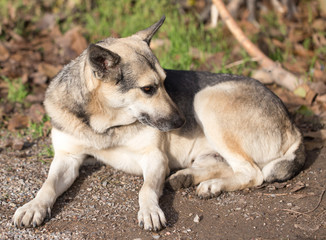 Dog Outdoors