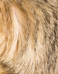 background of dog hair