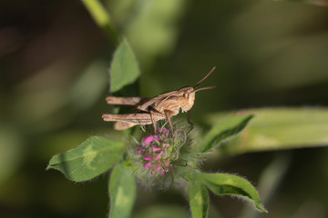 grasshopper in nature. macro