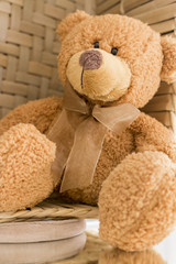 Teddy