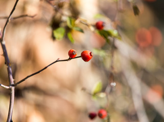 rosehips Outdoors