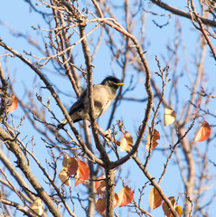 starling on tree