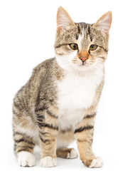 Obraz premium cat on a white background
