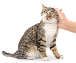 Naklejka premium caress a cat on a white background