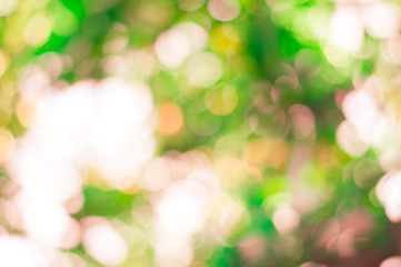 Natural forest bokeh