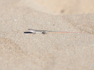 Lizard in desert