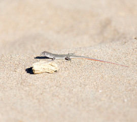 Lizard in desert