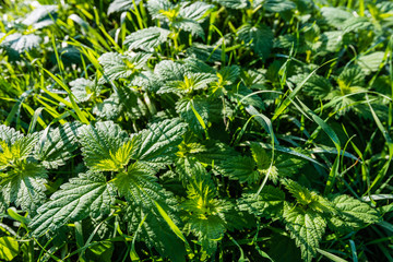 Grass and nettles in low sunlight