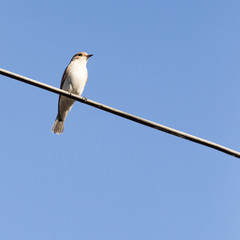 Sparrow on a wire