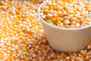 Bulk of corn grains
