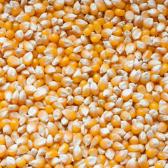 Bulk of corn grains