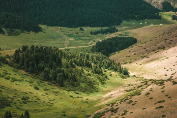 Дикий лес