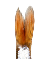 tail of a fish on a white background