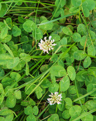 Obraz premium Kleefeld