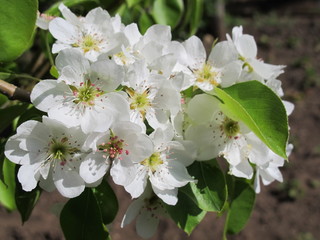 European pear (Pyrus communis) flowers in the spring garden