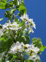 European pear (Pyrus communis) flowers in the spring garden