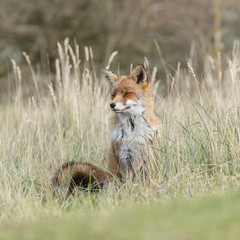 Red Fox