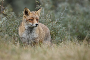 Plakat Red Fox