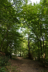 Fototapeta premium Forest