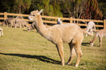 Fototapeta premium Alpaca Portrait