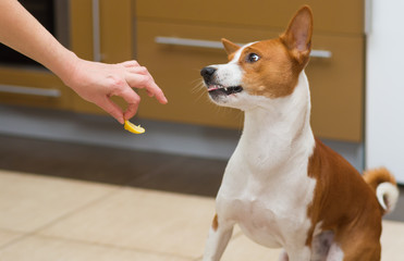 Cute basenji dog wonders about eating lemon