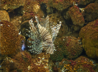 Lion fish