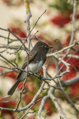 Black Phoebe
