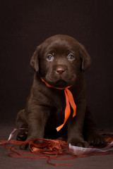 Chocolate labrador puppy sitting on a brown background